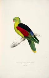 Aprosmictus erythropterus
